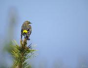 9th Apr 2021 - Yellow Rumped Warbler