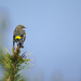 Yellow Rumped Warbler by jgpittenger