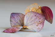 10th Apr 2021 - dried hydrangea petal