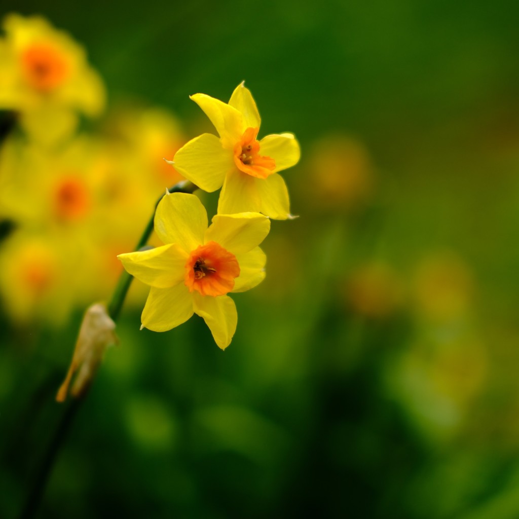Daffodil 6 by 4rky
