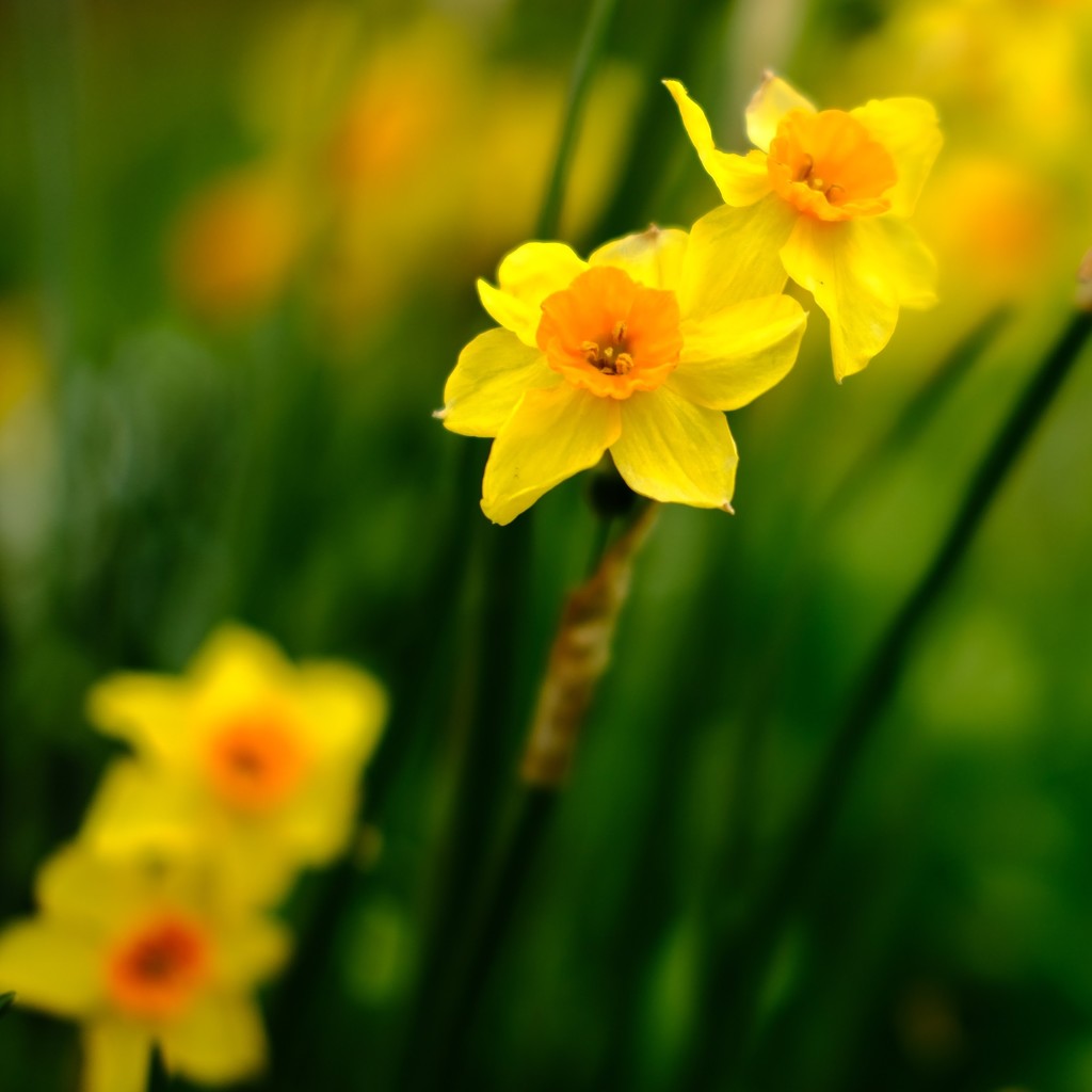 Daffodil 8 by 4rky