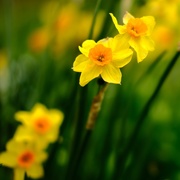 8th Apr 2021 - Daffodil 8