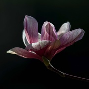 9th Apr 2021 - The old magnolia next door