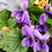 Viola odorata by ljmanning