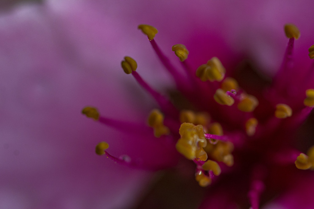 Macro Flowers by cwbill