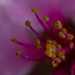 Macro Flowers by cwbill