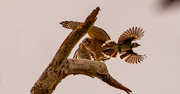 9th Apr 2021 - Blue Jay Attacking the Hawk!
