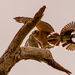 Blue Jay Attacking the Hawk! by rickster549