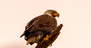 9th Apr 2021 - Bald Eagle Was Being Harassed!