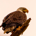 Bald Eagle Was Being Harassed! by rickster549