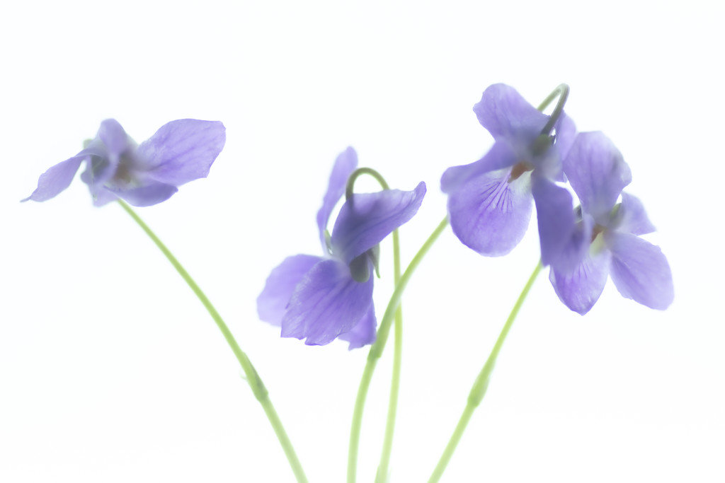 watercolor violets by jackies365