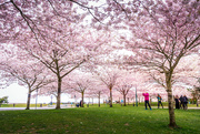 9th Apr 2021 - Cherry Blossom Time. 