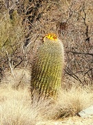8th Apr 2021 - Barrel Cactus 