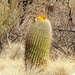 Barrel Cactus  by harbie