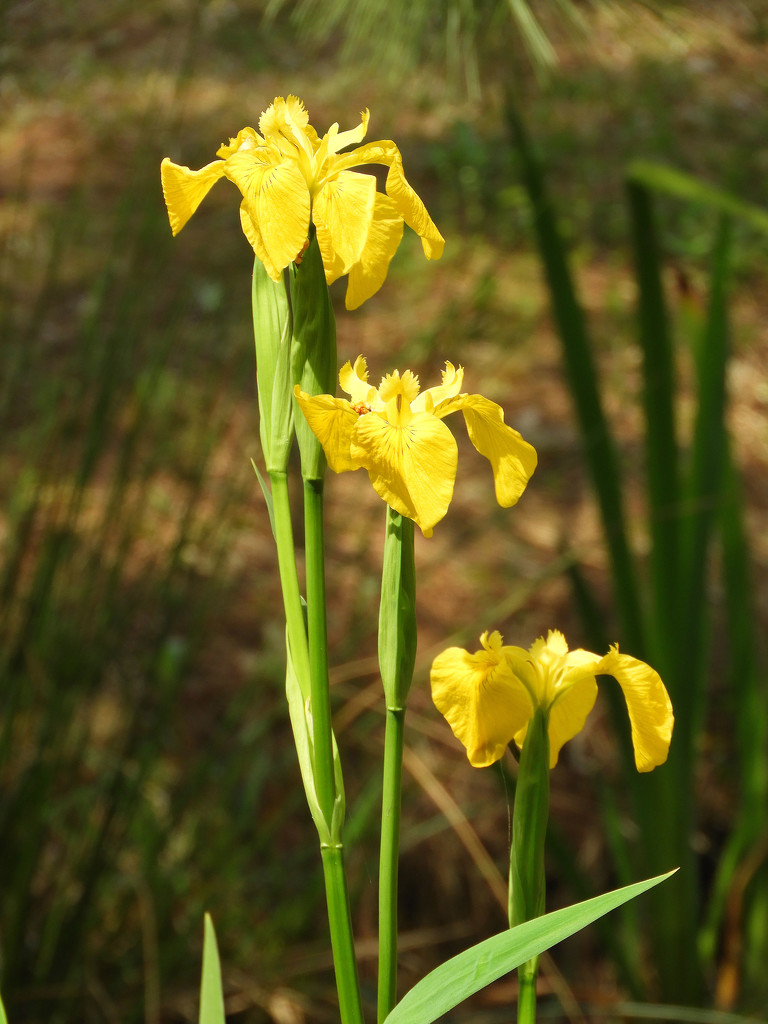 Yellow irises by homeschoolmom