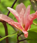 8th Apr 2021 - Pink tulip magnolia
