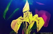 10th Apr 2021 - Flower (painting)