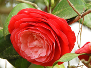 8th Apr 2021 - Red camellia