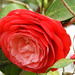 Red camellia by homeschoolmom
