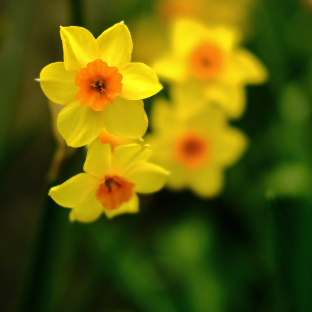 Daffodil 7 by 4rky