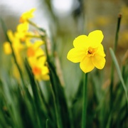 10th Apr 2021 - Daffodil 10