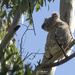 a nice spot in the sun by koalagardens