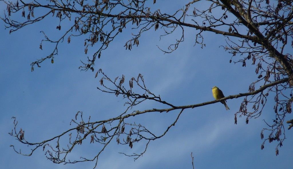 A Yellowhammer Like a Small Shining Sun in the Blue Sky.  by kclaire