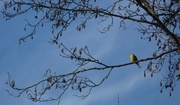 31st Mar 2021 - A Yellowhammer Like a Small Shining Sun in the Blue Sky. 