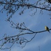 A Yellowhammer Like a Small Shining Sun in the Blue Sky.  by kclaire