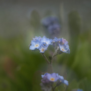 10th Apr 2021 - Forget-me-nots