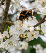 10th Apr 2021 - Bumble Bees are waking up ........
