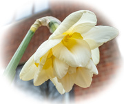 9th Apr 2021 - Daffy's are still going strong.......