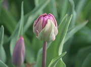 10th Apr 2021 - Tulips