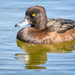 Tufted Duck by iqscotland