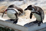 10th Apr 2021 - 2021-04-10 A Pair of Preening Penguins