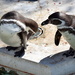 2021-04-10 A Pair of Preening Penguins by cityhillsandsea