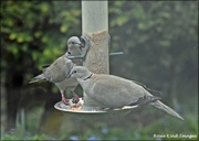 10th Apr 2021 - The two doves