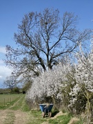 10th Apr 2021 - Isn’t our countryside gorgeous at this time of year ?