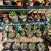 3rd April Seedlings, Cuttings and grasses by valpetersen