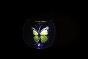 10th Apr 2021 - Butterfly in a Jar