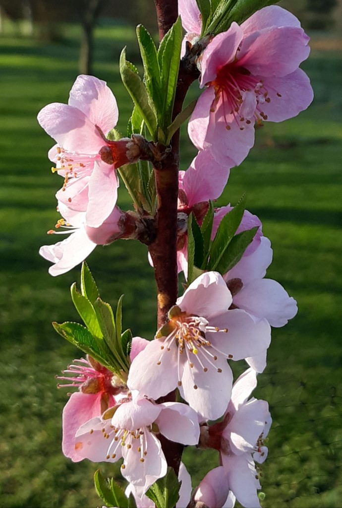 Spring Blossoms by julie