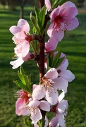 10th Apr 2021 - Spring Blossoms