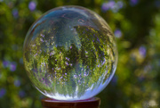 10th Apr 2021 - Glass Ball Rosemary 