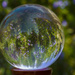 Glass Ball Rosemary  by jgpittenger