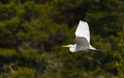 10th Apr 2021 - White Egret Over the Marsh 