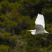 White Egret Over the Marsh  by jgpittenger