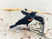 10th Apr 2021 - 4-10-21 red winged blackbird