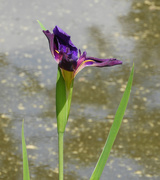 10th Apr 2021 - Purple iris
