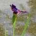 Purple iris by homeschoolmom