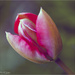 Tulip by pcoulson